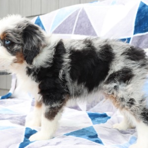 Bernedoodle Puppy Carlos