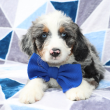 Bernedoodle Puppy Carlos