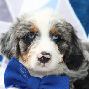 Bernedoodle Puppy Carlos