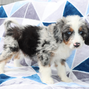 Bernedoodle Puppy Carlos
