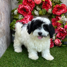 Havanese Puppy Skye