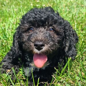 Poodle Puppy Winston