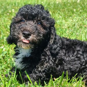 Poodle Puppy Winston