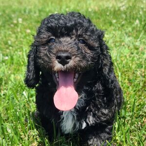Poodle Puppy Winston