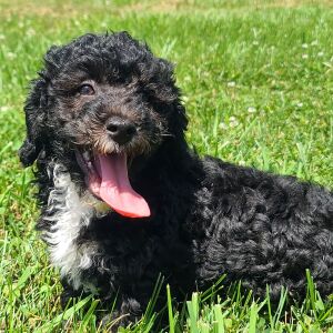 Poodle Puppy Winston