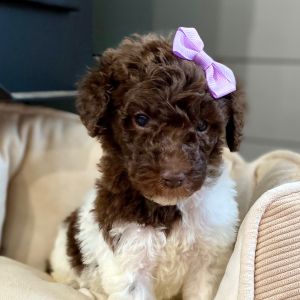 Poodle Puppy Rosaly