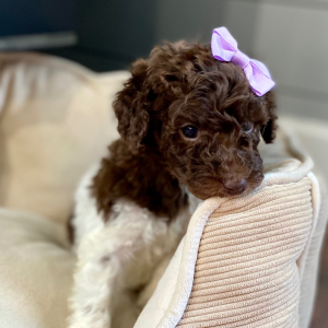 Poodle Puppy Rosaly