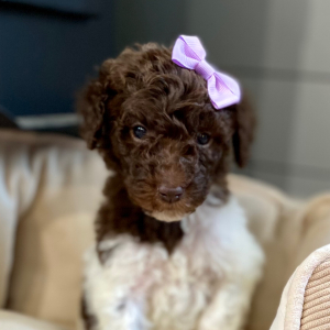 Poodle Puppy Rosaly