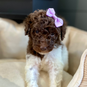 Poodle Puppy Rosaly