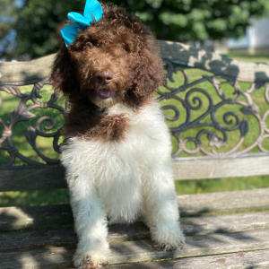 Poodle Puppy Rosaly