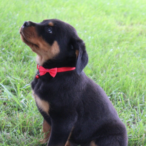 Rottweiler Puppy Axel