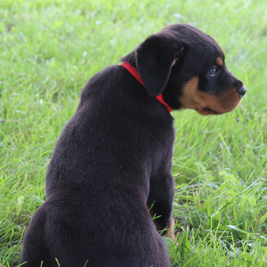 Rottweiler Puppy Axel