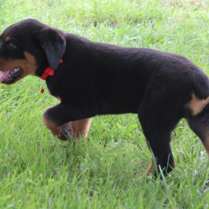 Rottweiler Puppy Axel
