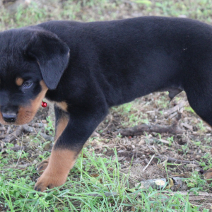 Rottweiler Puppy Axel
