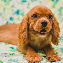 Cavalier King Charles Spaniel Puppy Hopper