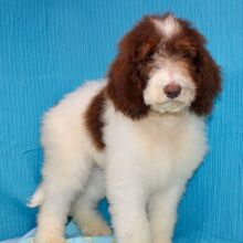 Goldendoodle Puppy Cammy