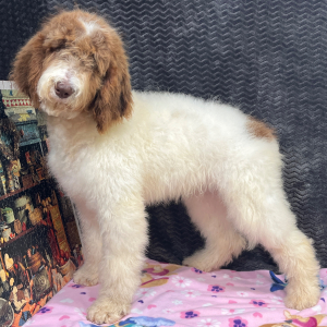 Goldendoodle Puppy Cammy