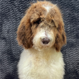 Goldendoodle Puppy Cammy
