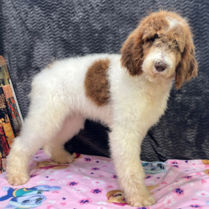 Goldendoodle Puppy Cammy
