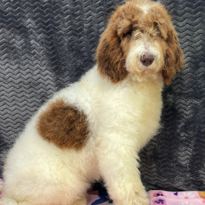Goldendoodle Puppy Cammy