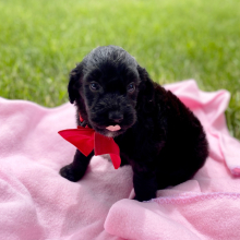 Aussiedoodle Puppy Cade
