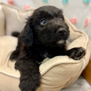 Aussiedoodle Puppy Cade