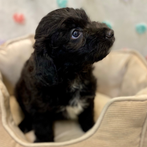 Aussiedoodle Puppy Cade