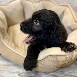 Aussiedoodle Puppy Cade
