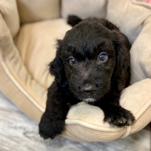 Aussiedoodle Puppy Cade