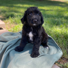 Aussiedoodle Puppy Cade