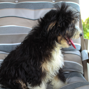 Bernedoodle Puppy Moe