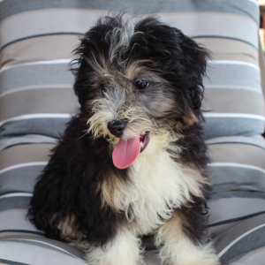 Bernedoodle Puppy Moe