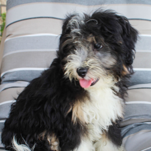 Bernedoodle Puppy Moe
