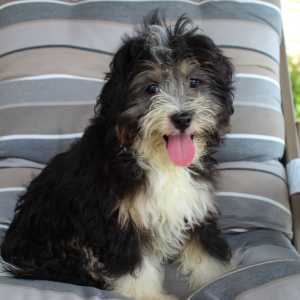 Bernedoodle Puppy Moe