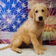 Labradoodle Puppy Zeke
