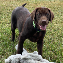 Labrador Retriever Puppy Jenny