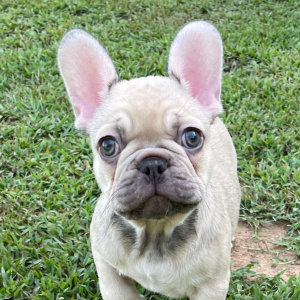 French Bulldog Puppy Briggs