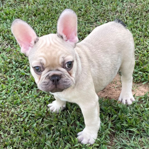 French Bulldog Puppy Briggs