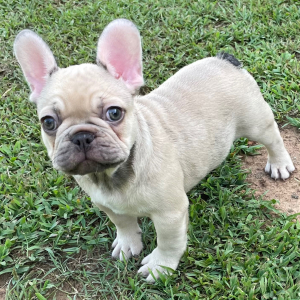 French Bulldog Puppy Briggs