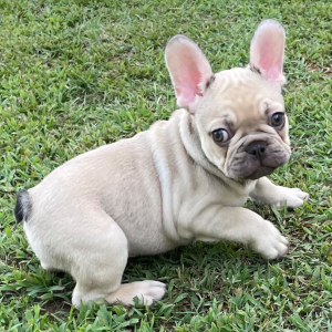French Bulldog Puppy Briggs
