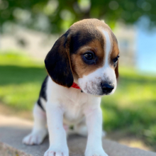 Beagle Puppy Gyle