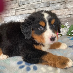 Bernese Mountain Dog Puppy Gwen