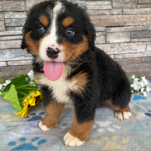 Bernese Mountain Dog Puppy Gwen