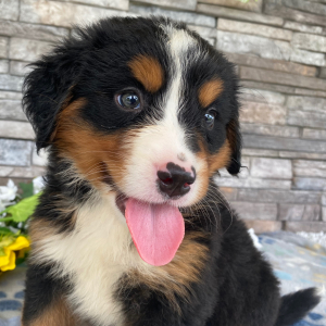 Bernese Mountain Dog Puppy Gwen