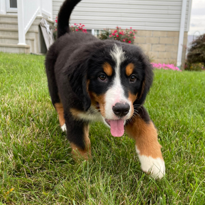 Bernese Mountain Dog Puppy Gwen