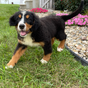Bernese Mountain Dog Puppy Gwen