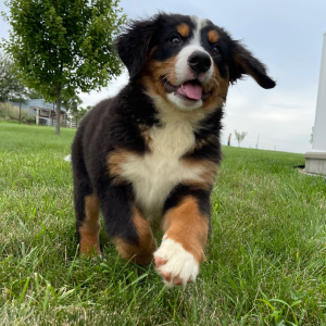 Bernese Mountain Dog Puppy Gwen