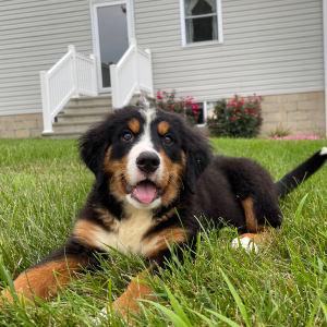 Bernese Mountain Dog Puppy Gwen