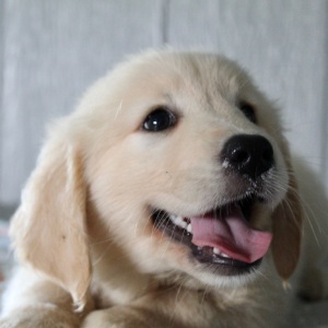 Golden Retriever Puppy Kiara