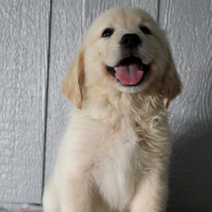Golden Retriever Puppy Kiara